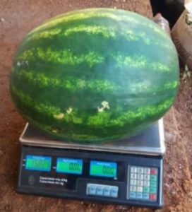 Red Heaven em campo na cidade de Santo Augusto – RS (à esquerda) e pesagem de Red Heaven recém-colhida (à direita).