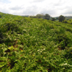 Plantação de Red Heaven em São Roque do Canaã.
