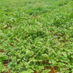 Red Heaven apresentou maior tolerância ao ataque de Míldio.