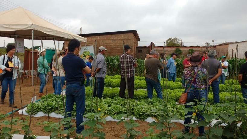 Apresentação dos resultados do cultivo de milho doce.