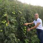 Visitas técnicas comprovam efetividade de porta-enxerto em plantações de tomate em Semidouro – RJ.