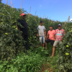 Produtores satisfeitos com resultados do uso do porta-enxerto nas plantações de tomate.