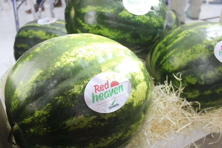 Melancia Red Heaven: frutos grandes, de coloração vermelha e com excelente sabor.