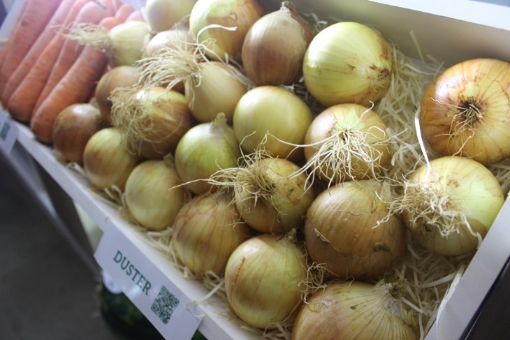 Cebola Duster: excelente enraizamento e bom comportamento em alta pressão de doenças.