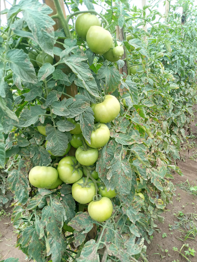 Tomate Coronel apresenta boa resistência a fortes chuvas na região de Venda Nova do Imigrante - ES. 