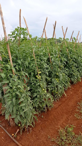 Cultivo de tomate Coronel em Nova Laranjeiras - PR.