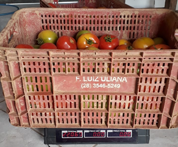 Na produção de Adenilson Uliana, 92 tomates Coronel foram necessários para encher uma caixa de 22kg.