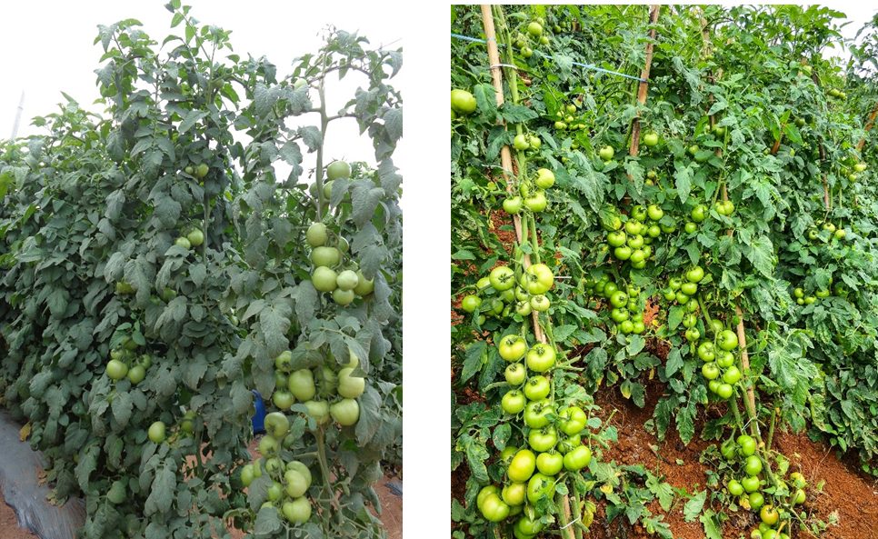 Tomate Coronel SVTH0361 com pegamento sequencial de frutos e excelente brilho.