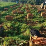 Colheita realizada na área do produtor Jonas Valério, em Piedade – SP