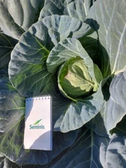 Tropicana com sanidade foliar incrível plantada na fazenda do Márcio, em Minas Gerais.