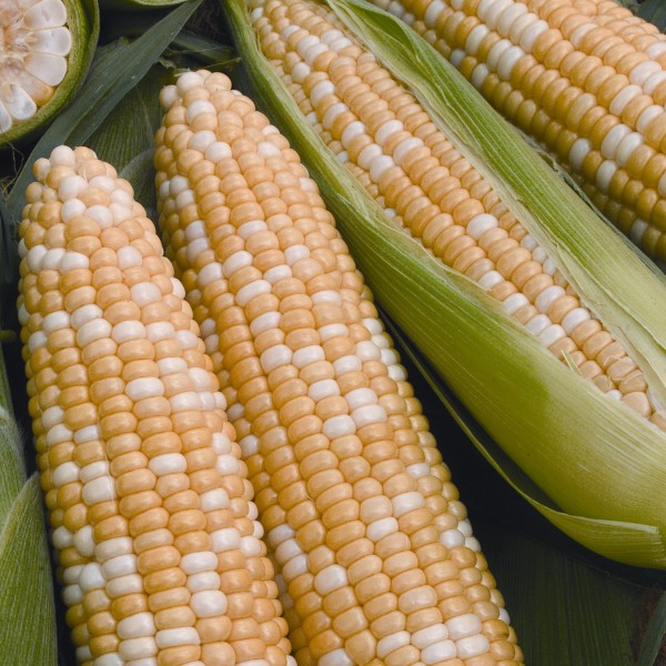 Sweet Corn