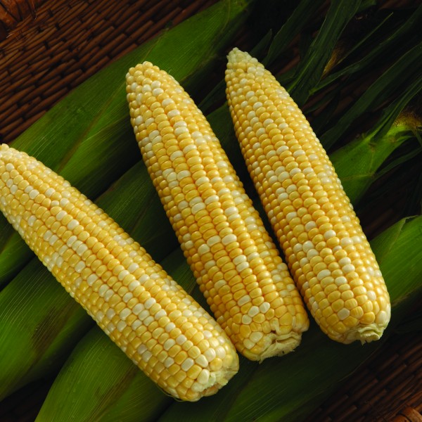 Sweet Corn