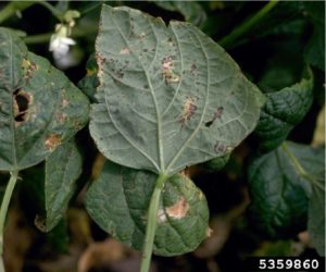 Figure 1. Small, circular, necrotic leaf lesions symptomatic of bacterial brown spot. Howard F. Schwartz, Colorado State University, Bugwood.org.