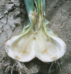 Figure 3. An onion bulb infected with soft rot bacteria.