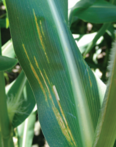 Figure 1. Narrow foliar lesions are characteristic symptoms of bacterial leaf streak on sweet corn. Tamra Jackson-Ziems, University of Nebraska.