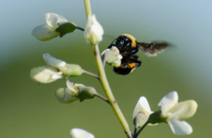 Figure 1. Bees are efficient at disseminating pollen.