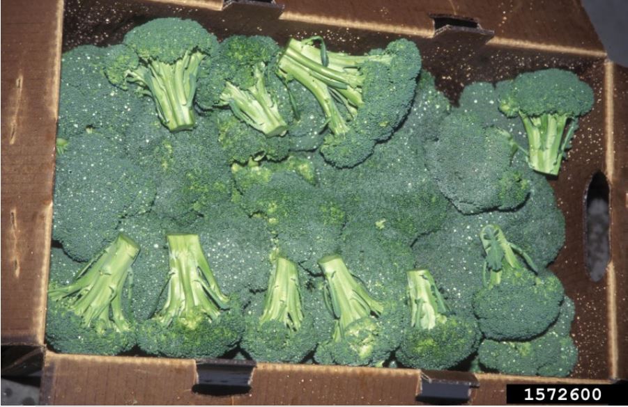 Figure 2. A liquid-icing system for broccoli. Gerald Holmes, California Polytechnic State University at San Luis Obispo, Bugwood.org.