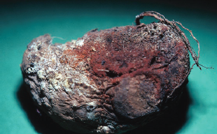 Damping off vegetables