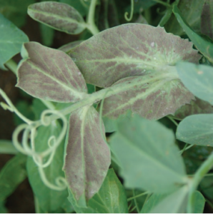 Figure 1. Growth of the downy mildew pathogen on the undersides of pea leaves. Lyndon Porter, USDA-ARS.