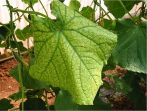 Figure 4. Foliar symptoms of Cucurbit yellow stunting disorder.