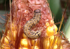 Figure 3. The larval stage of the corn earworm.