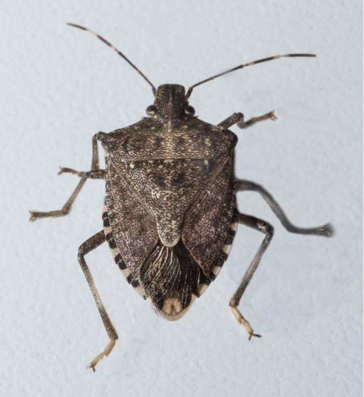 Figure 4. Brown marmorated stink bug. Note the rounded shoulders and the light colored bands on the antennae.
