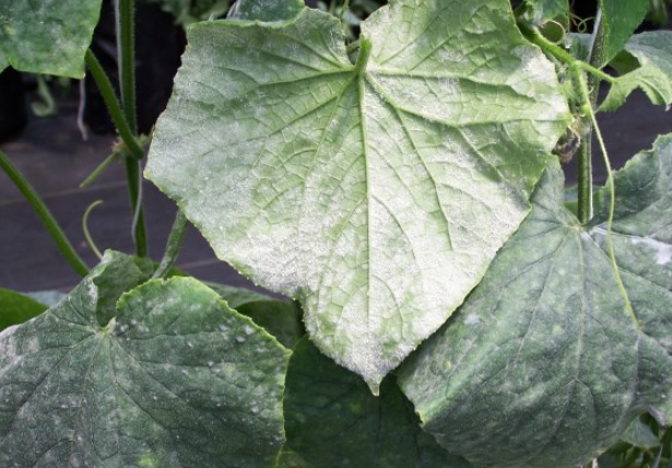 Figure 4. Foliar symptoms of powdery mildew.