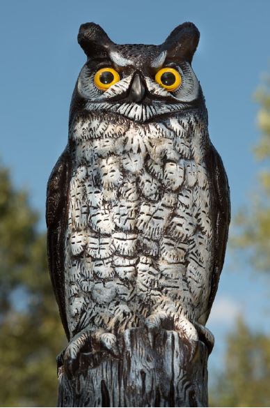 Figure 2. Simulated predators, like this scare owl, can frighten away certain species of birds, but they need to be moved regularly to remain effective.