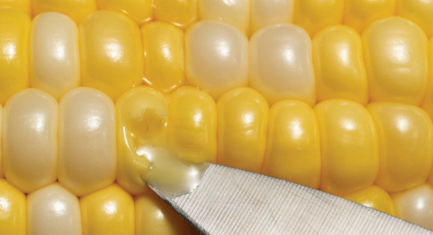Figure 1. Sweet corn is harvested at the milk stage of maturity.