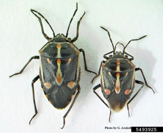 Figure 1. Female (left) and male (right) bagrada bug adults. Gevork Arakelian, LA County Dept. Agriculture, Bugwood.org.