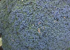 Figure 2. As the condition develops, the buds turn brown.