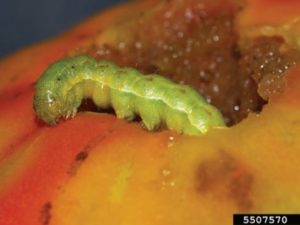 Figure 1. Tomato fruitworm larva feeding on tomato fruit. Bruce Watt, University of Maine, Bugwood.org.