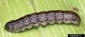 Figure 5. A black cutworm larva. Adam Sisson, Iowa State University, Bugwood.org.