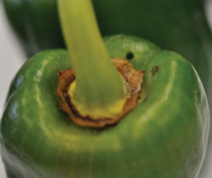 Figure 2. Exit hole wounds occur when adult weevils emerge from pepper fruit. Photo courtesy Hugh Smith, UF/IFAS.