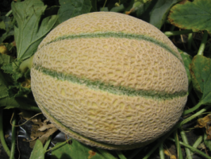 Figure 3. A Tuscan (Italian) variety of melon.
