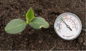 Figure 1. Cucumber seed or seedlings should be planted only after soil temperatures are consistently at or above 60 °F (16 °C).