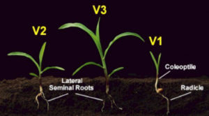 Figure 1. Corn seedlings at V1-V3 growth stages.