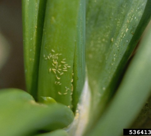 Figure 2. Thrips larvae feeding on an onion leaf. Whitney Cranshaw, Colorado State University, Bugwood.org