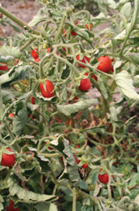 Figure 2. Fruit ripen prematurely on tomato plants infected with the Beet curly top virus.
