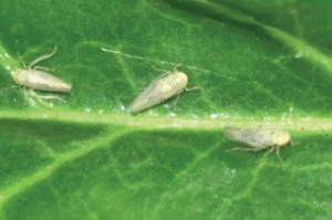 Figure 3. Beet leafhoppers vector the Beet curly top virus and infect tomato plants when they feed. Imad Eujayl, USDA-ARS.