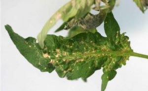 Figure 1. Foliar symptoms on tomato leaves infected with Tomato necrotic streak virus. Necrotic streaks develop along the leaf veins. Scott Adkins, USDA-ARS.