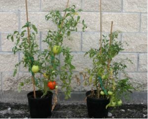 Figure 3. Healthy (left) and Tomato necrotic streak virus (right) tomato plants. The infected plant, which was grown from an infected seed, is stunted and has severely distorted leaves. Scott Adkins, USDA-ARS.