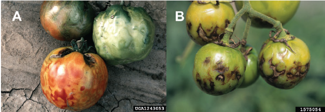 Figure 2. (A) Ring spot symptoms on ripe and green fruit. (B) Necrotic blotches on green fruit. Whitney Cranshaw, Gerald Holmes, Strawberry Center, Cal Poly San Luis Obispo Colorado State University, Bugwood.org.
