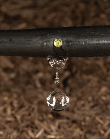 Figure 1. Drybean seedlings showing symptoms of Pythium damping-off. Howard Schwartz, Colorado State University, Bugwood.