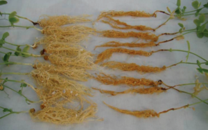 Figure 2. Healthy pea roots (left) compared to roots with Aphanomyces root rot (right). Lyndon Porter, USDA-ARS.
