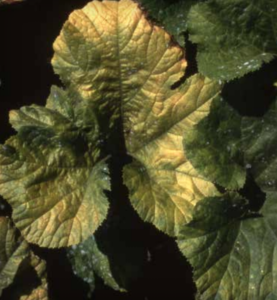 Pumpkin leaves infected with Cucurbit aphid-borne yellows virus. (Courtesy of Bryce Falk)