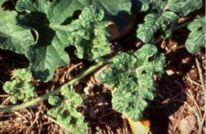 Cucurbit leaf crumple virus symptoms on watermelon. (Courtesy of Bob Gilbertson)