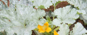 Squash Silver leaf plant with severe symptoms.