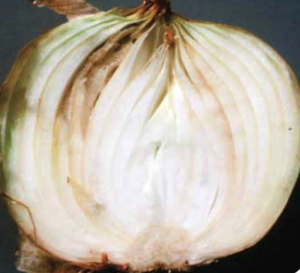 Water-soaking of the inner bulb scales.