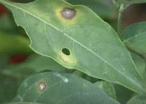 Sporulating center with chlorotic halo on pepper.